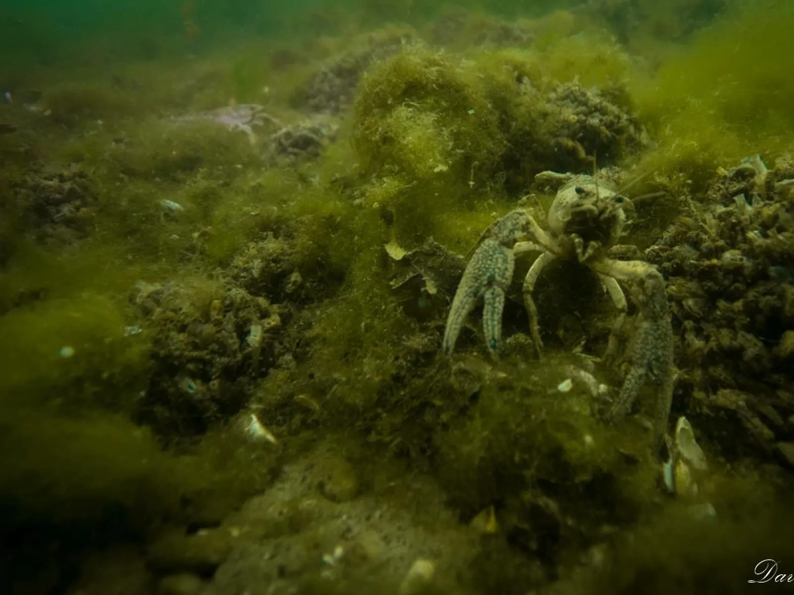 SDI Underwater Photographer — Kursimpression